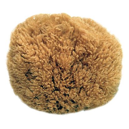 Immagine di SPUGNA SERIE 750 NATURALE MARINA 16 CINGHIALE